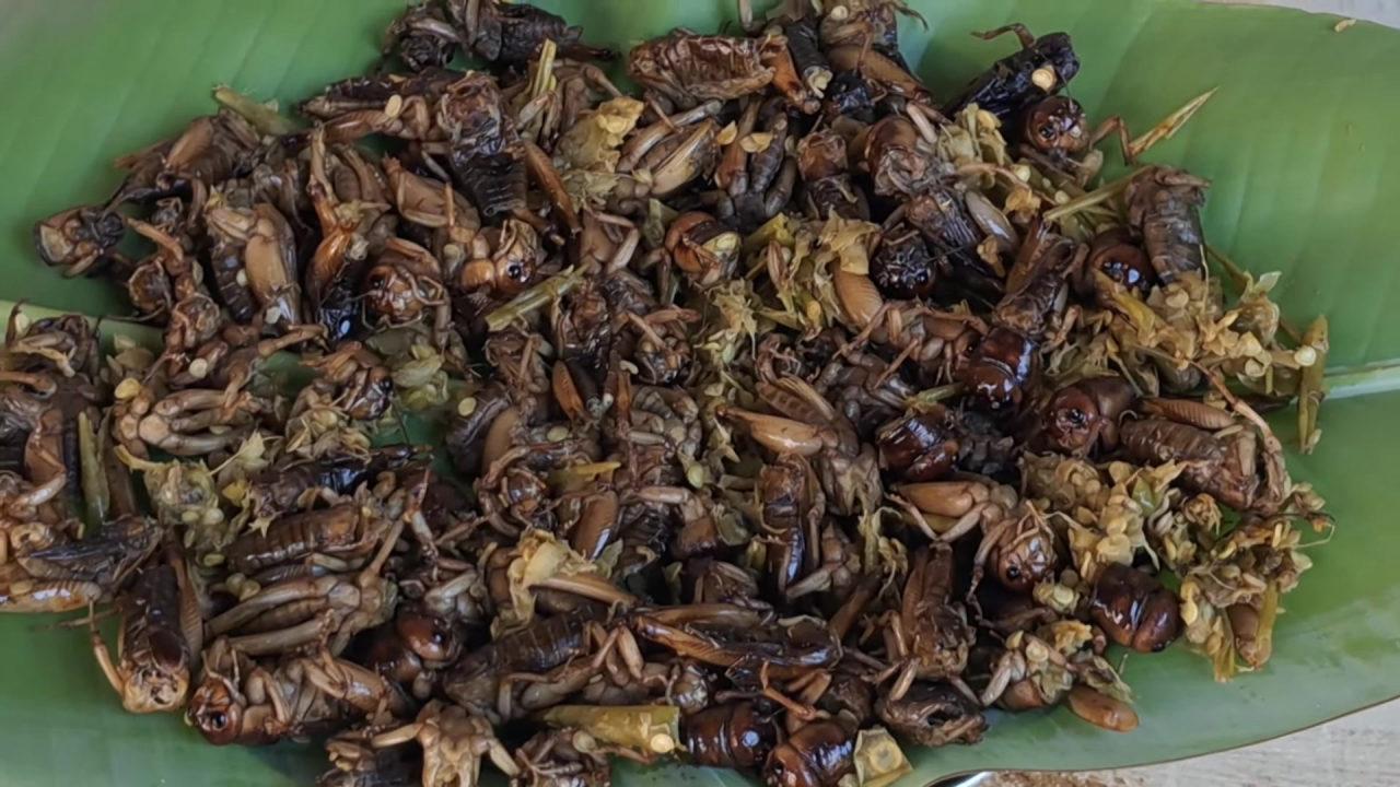 Spicy Cricket Curry (Insect Curry)